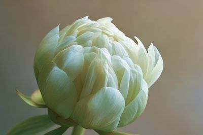 Pale Peony Bloom Photography Poster.