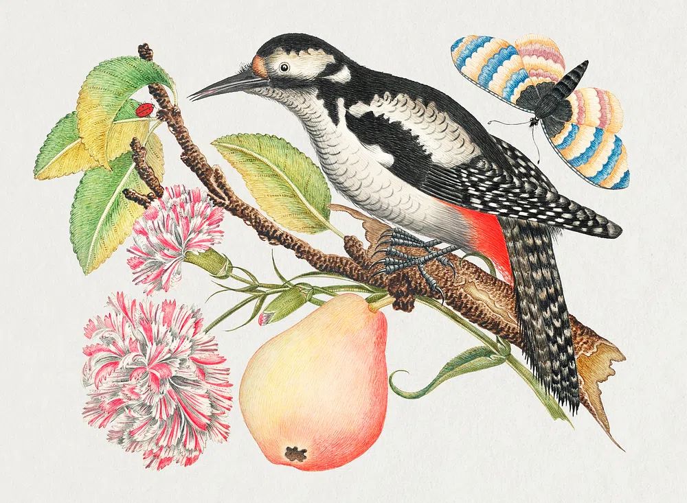 18th century illustration bird perched. poster — botanical art