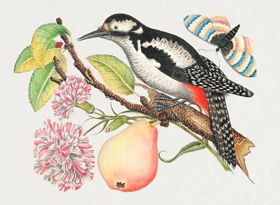 18th century illustration bird perched.