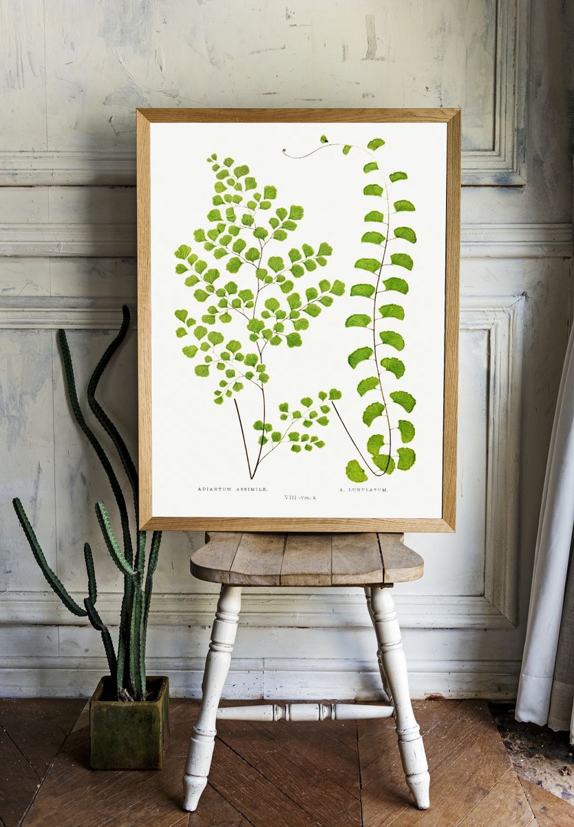 Adiantum Assimile A. Lunulatum Ferns. — room view 1