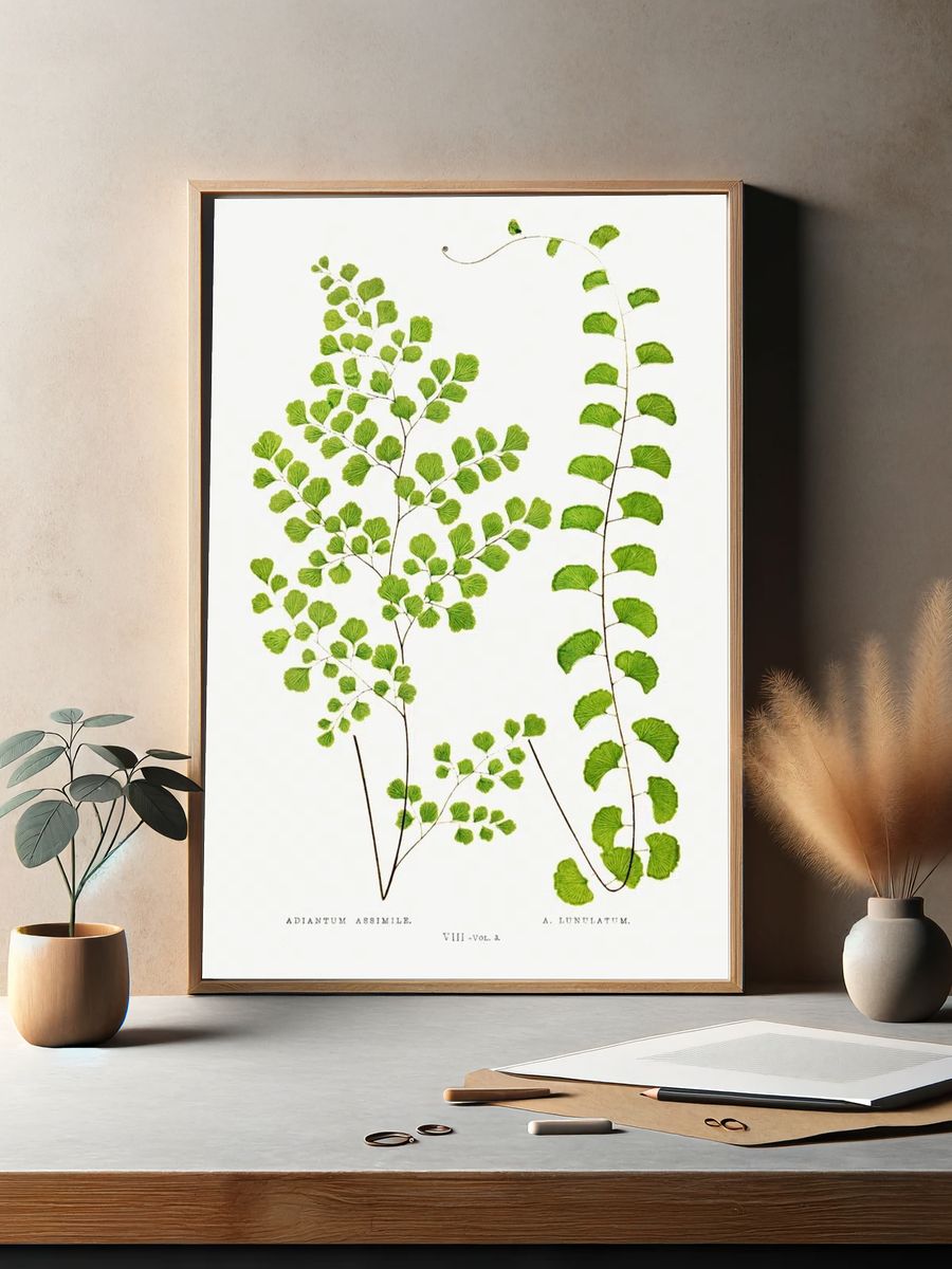 Adiantum Assimile A. Lunulatum Ferns. — room view 2
