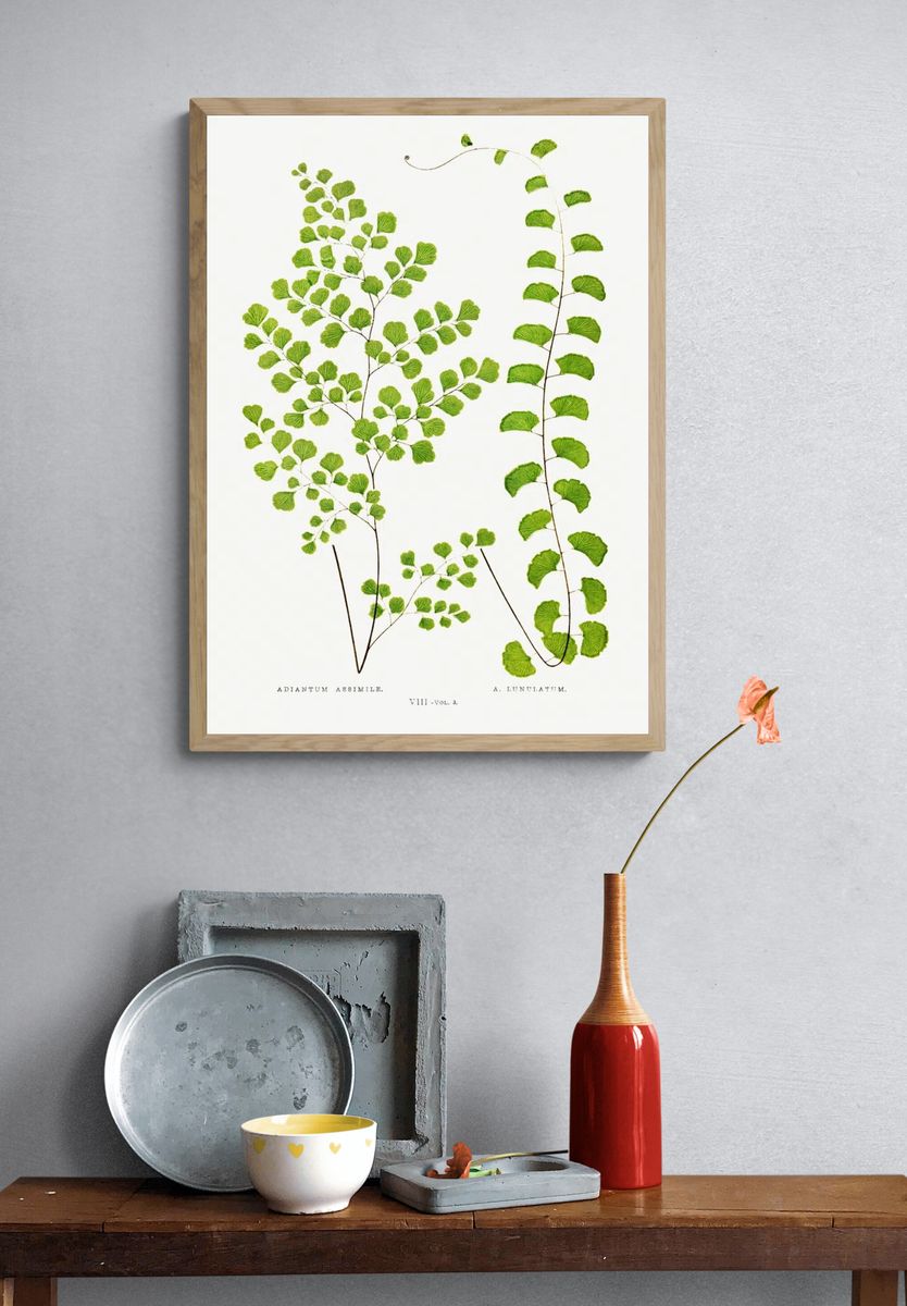 Adiantum Assimile A. Lunulatum Ferns. — room view 3