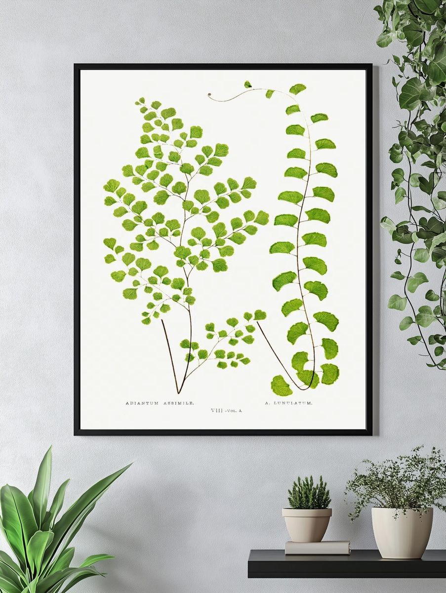 Adiantum Assimile A. Lunulatum Ferns. — room view 4