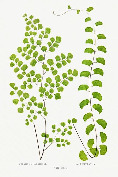 Adiantum Assimile A. Lunulatum Ferns. poster
