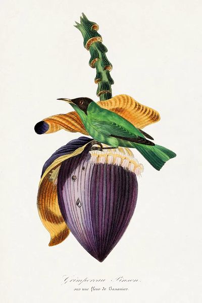 Treecreeper bird painting. poster print