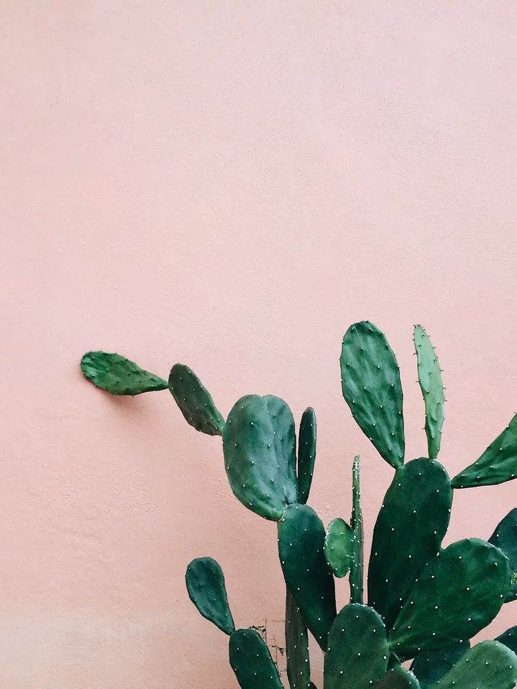 Opuntia Cactus pink wall. poster detail