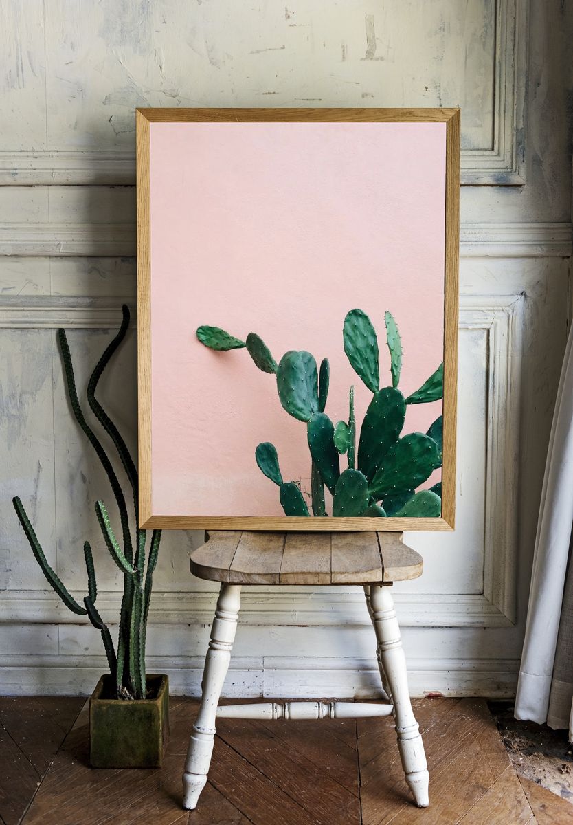 Opuntia Cactus pink wall. room preview