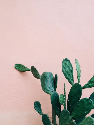 Opuntia Cactus pink wall. poster