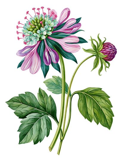 Pink Wildflower Botanical Poster.