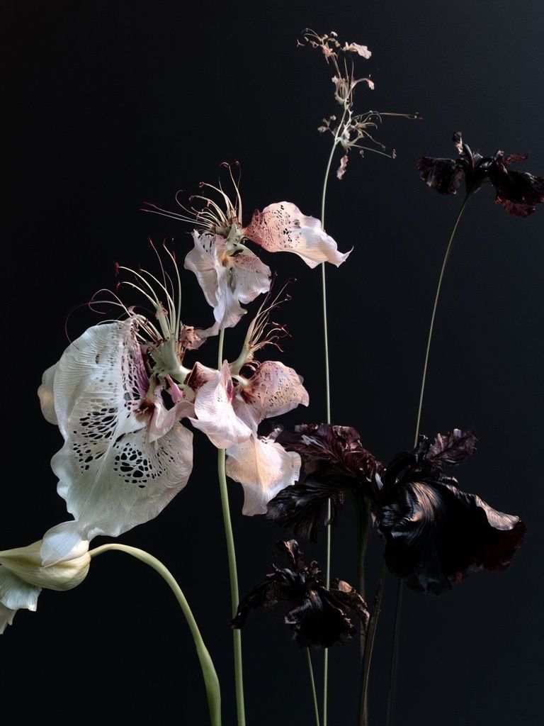 Dark Floral Still Life Photography Poster. poster detail