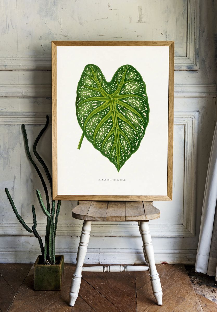 Green Caladium Mirabile leaf illustration. — room view 1
