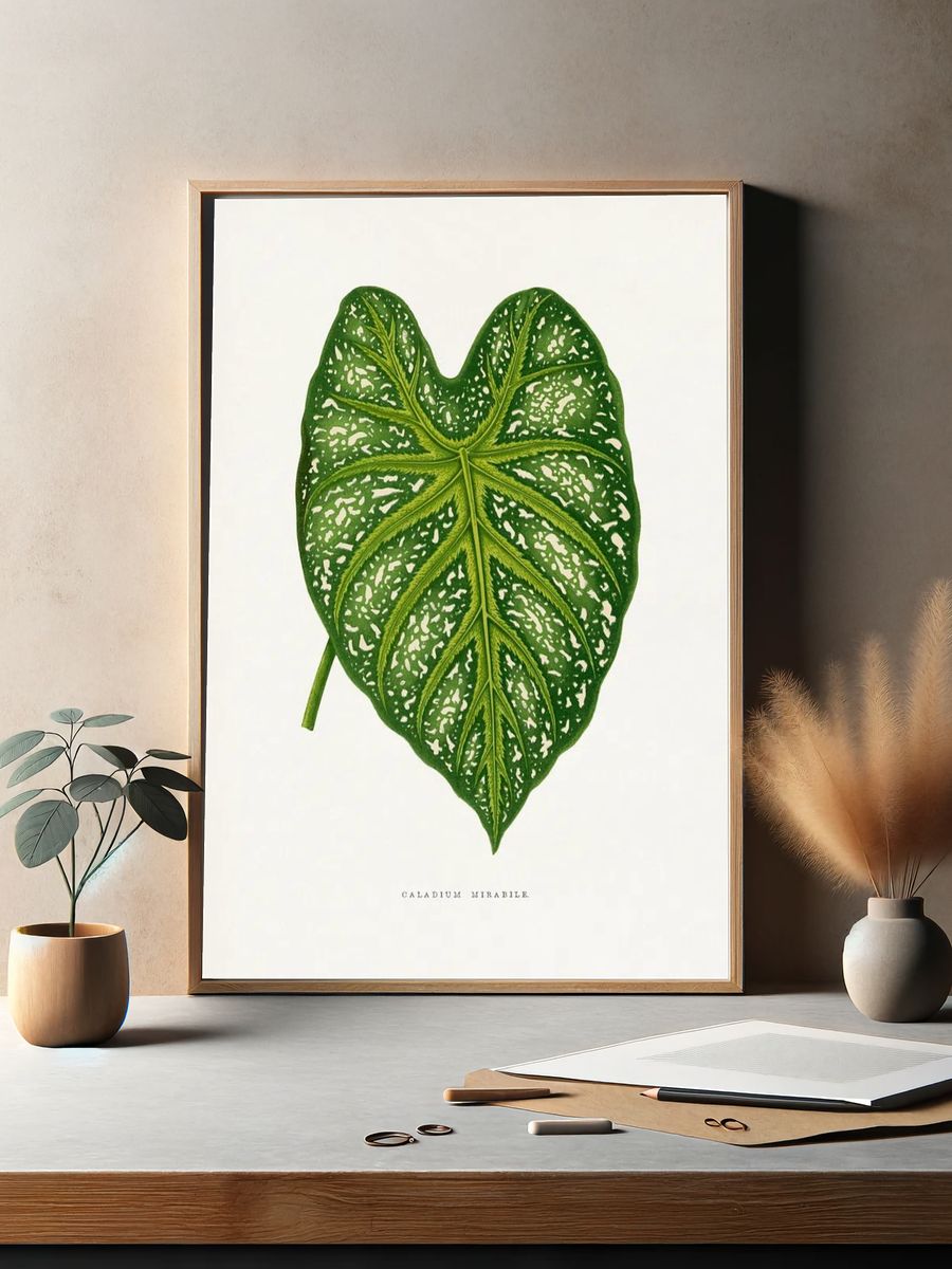 Green Caladium Mirabile leaf illustration. — room view 2