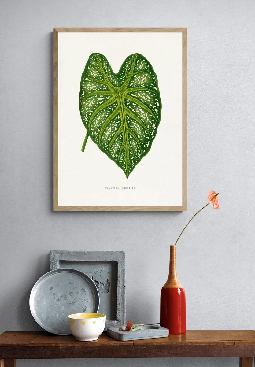 Green Caladium Mirabile leaf illustration. — room view 3