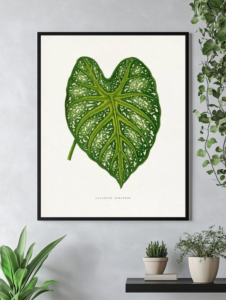 Green Caladium Mirabile leaf illustration. — room view 4