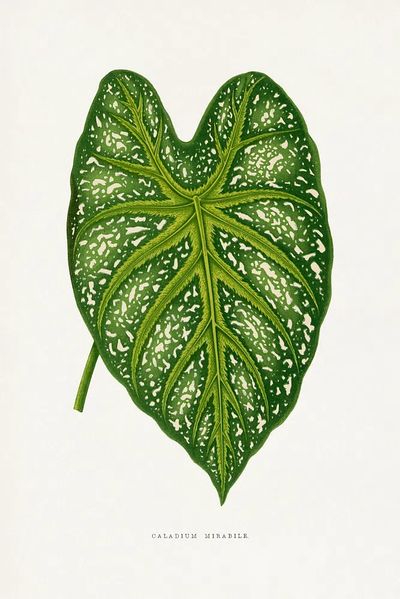 Green Caladium Mirabile leaf illustration.