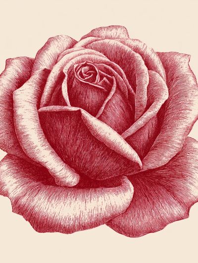 Red Rose Botanical Print. poster