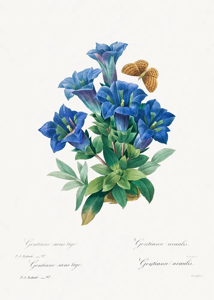 Gentiana Acaulis Pierre-Joseph Redouté (1759–1840). poster — botanical art