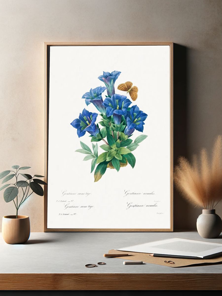 Gentiana Acaulis Pierre-Joseph Redouté (1759–1840). — room view 2