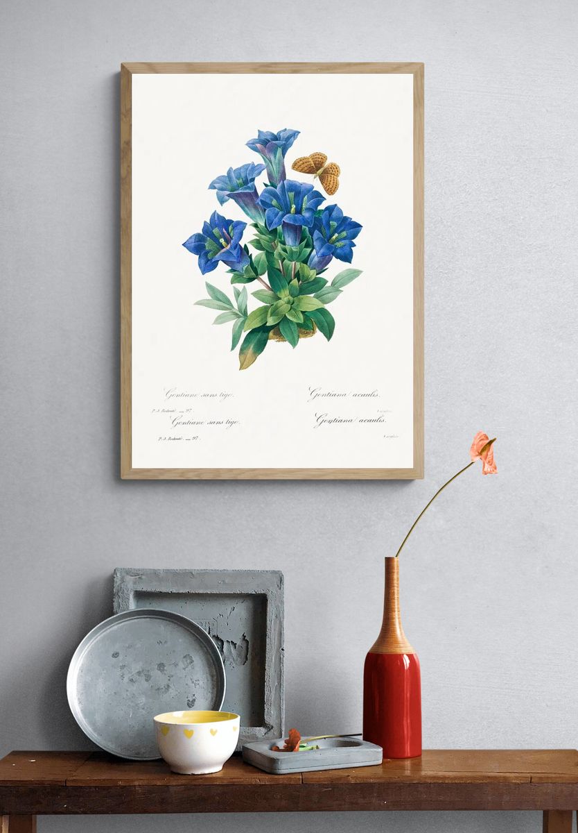 Gentiana Acaulis Pierre-Joseph Redouté (1759–1840). — room view 3