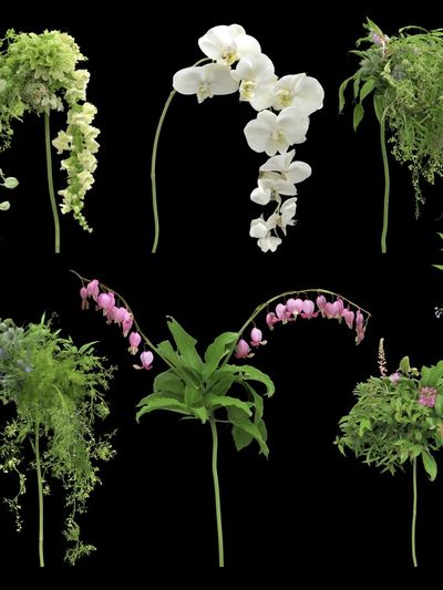 Botanical Floral Study Poster. poster
