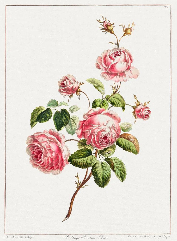 Collection Flowers Drawn Nature. poster — botanical art