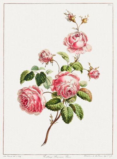 Collection Flowers Drawn Nature.