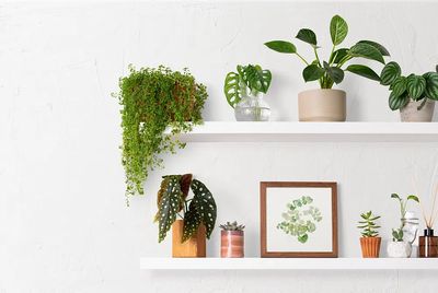 Home decor indoor plant shelf. poster print