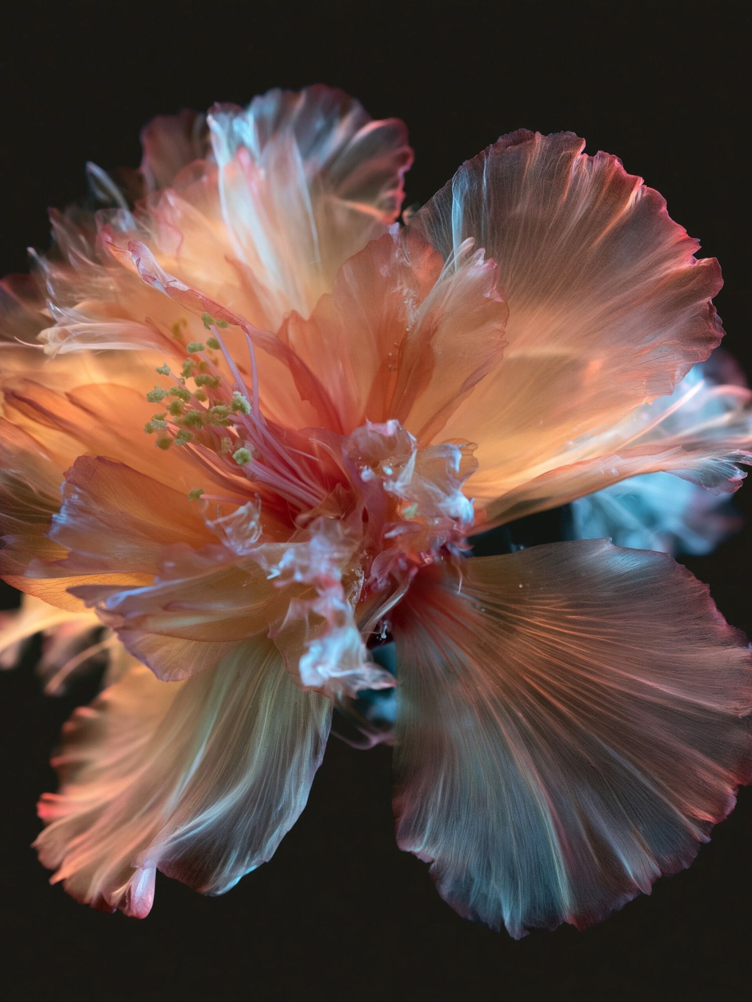 Glowing Hibiscus Bloom Photography Poster. poster detail