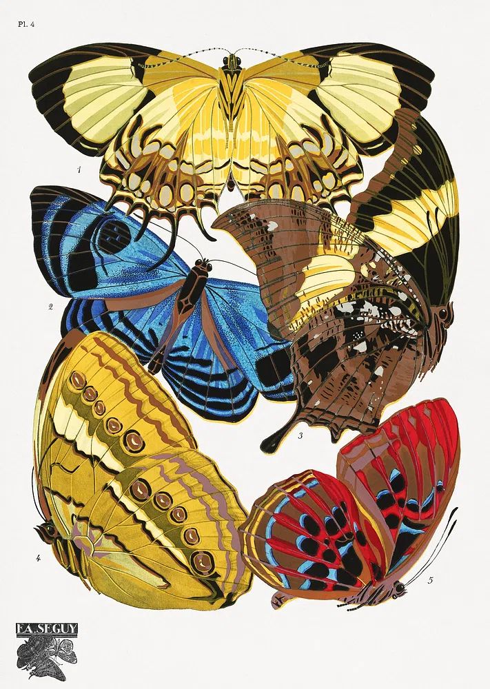E.A. Séguy 's vintage butterflies. poster — botanical art