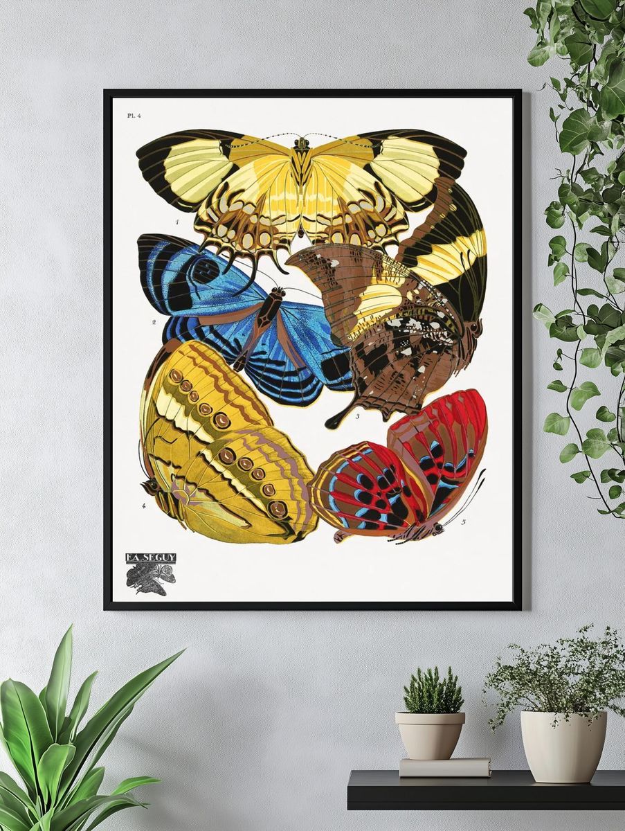 E.A. Séguy 's vintage butterflies. — room view 4