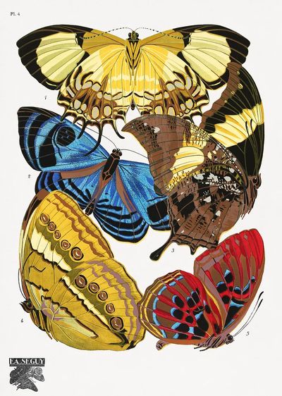E.A. Séguy 's vintage butterflies. poster