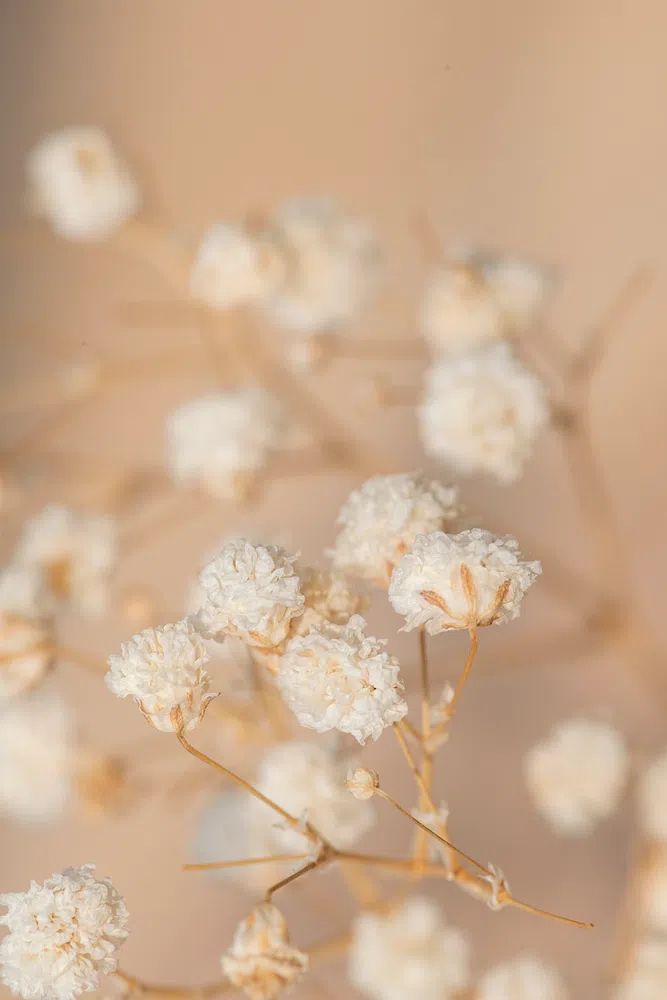 Dried gypsophila flowers macro shot. poster detail