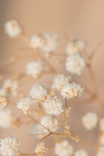 Dried gypsophila flowers macro shot. poster