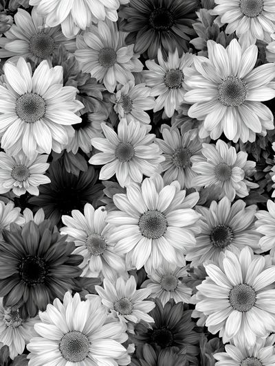 Black and White Daisy Floral Print. poster