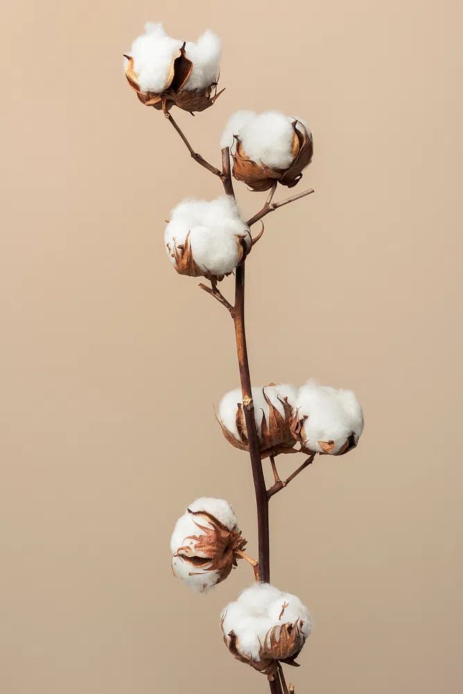 Dried fluffy cotton flower branch. poster — botanical art