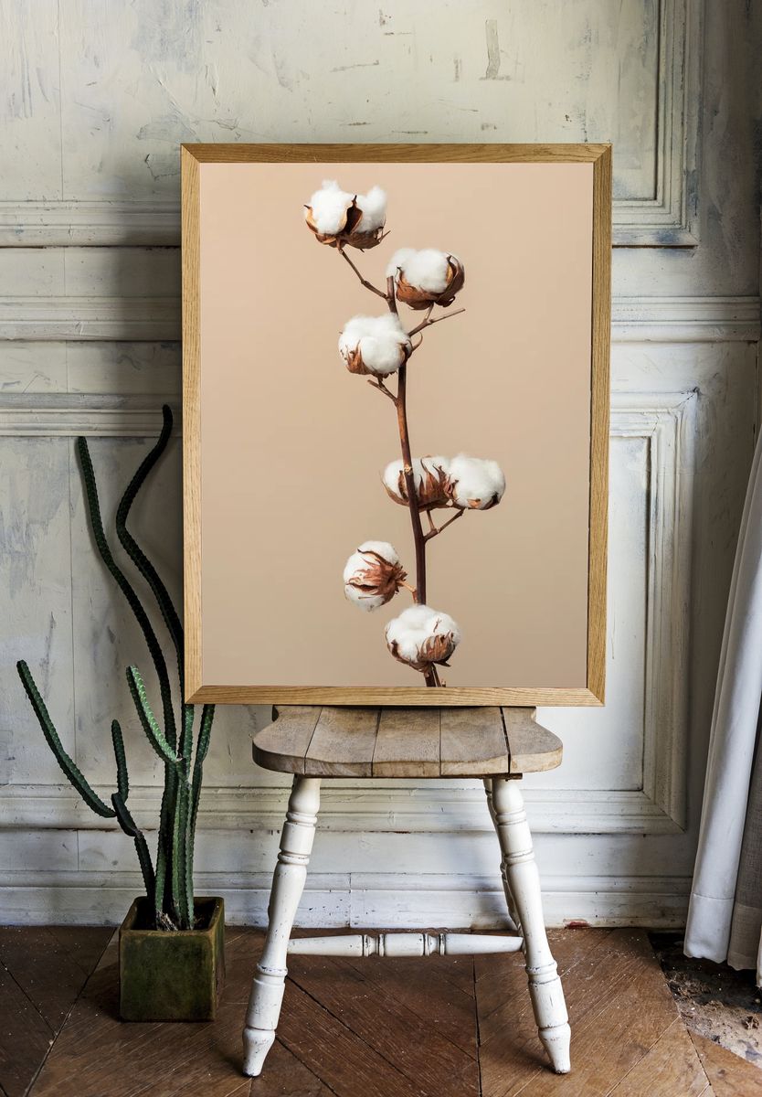 Dried fluffy cotton flower branch. room preview