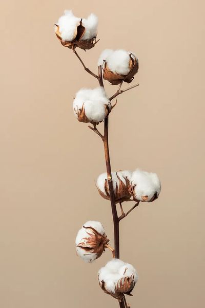 Dried fluffy cotton flower branch.