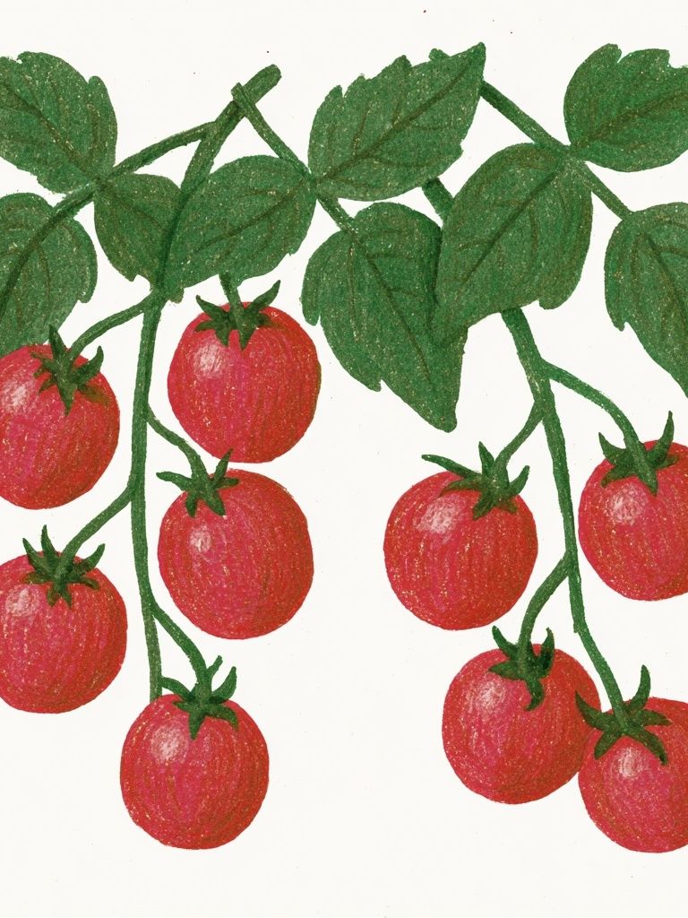 Tomato Vine Botanical Print. poster detail