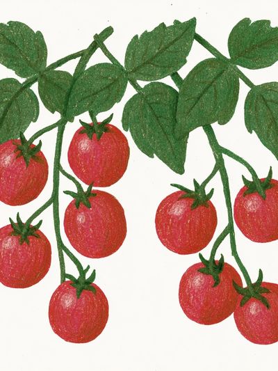 Tomato Vine Botanical Print. poster