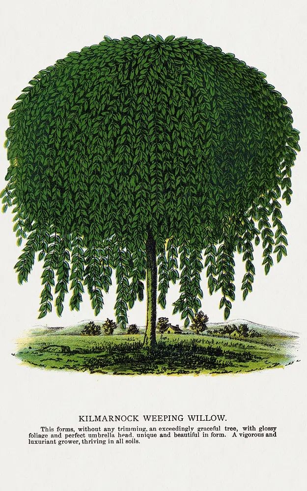 Kilmarnock Weeping Willow tree lithograph. poster — botanical art
