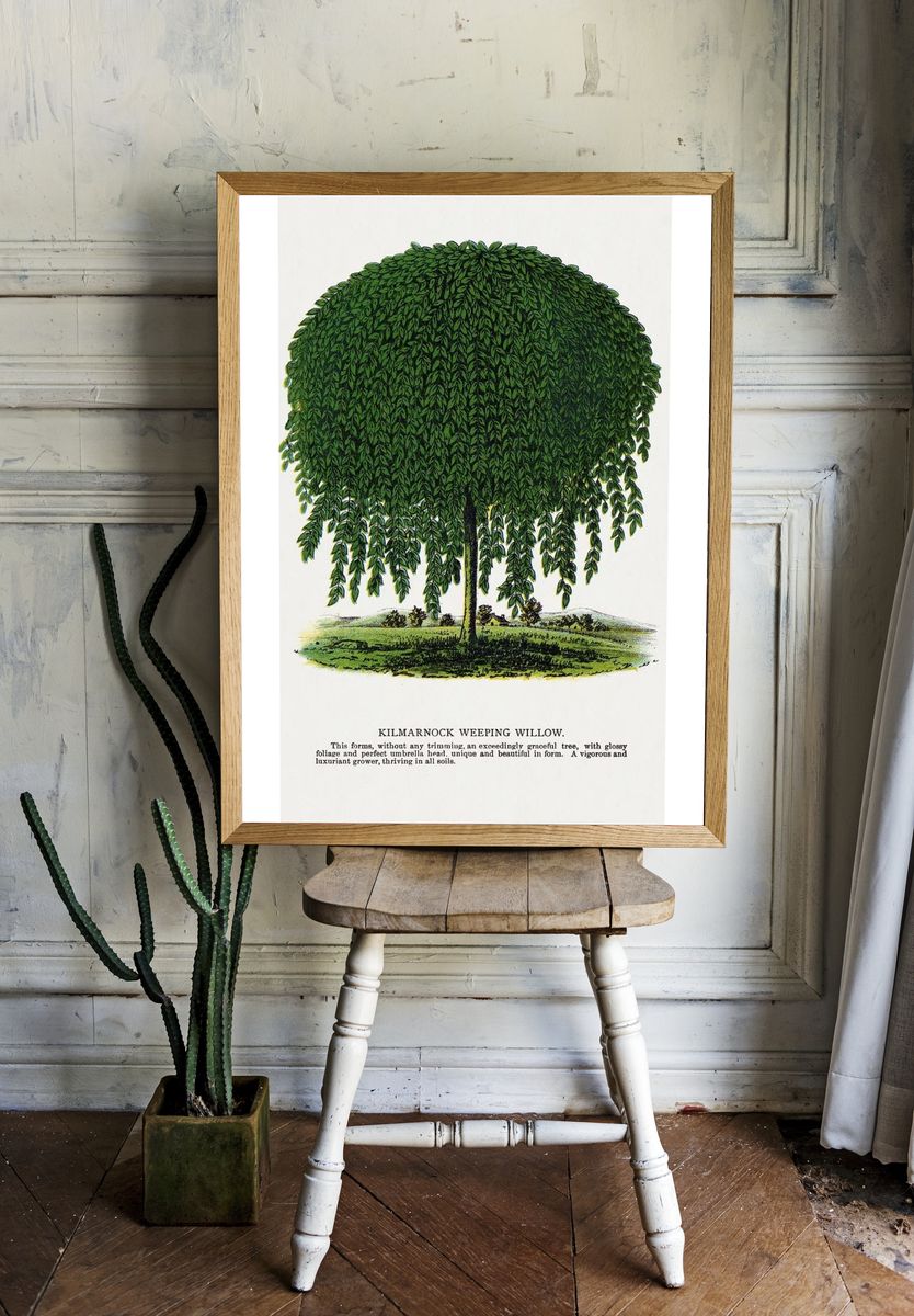 Kilmarnock Weeping Willow tree lithograph. room preview