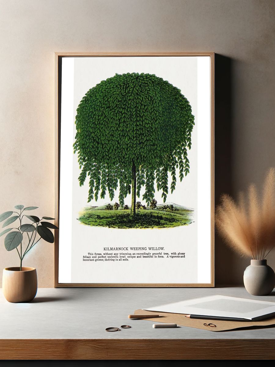 Kilmarnock Weeping Willow tree lithograph. — room view 2