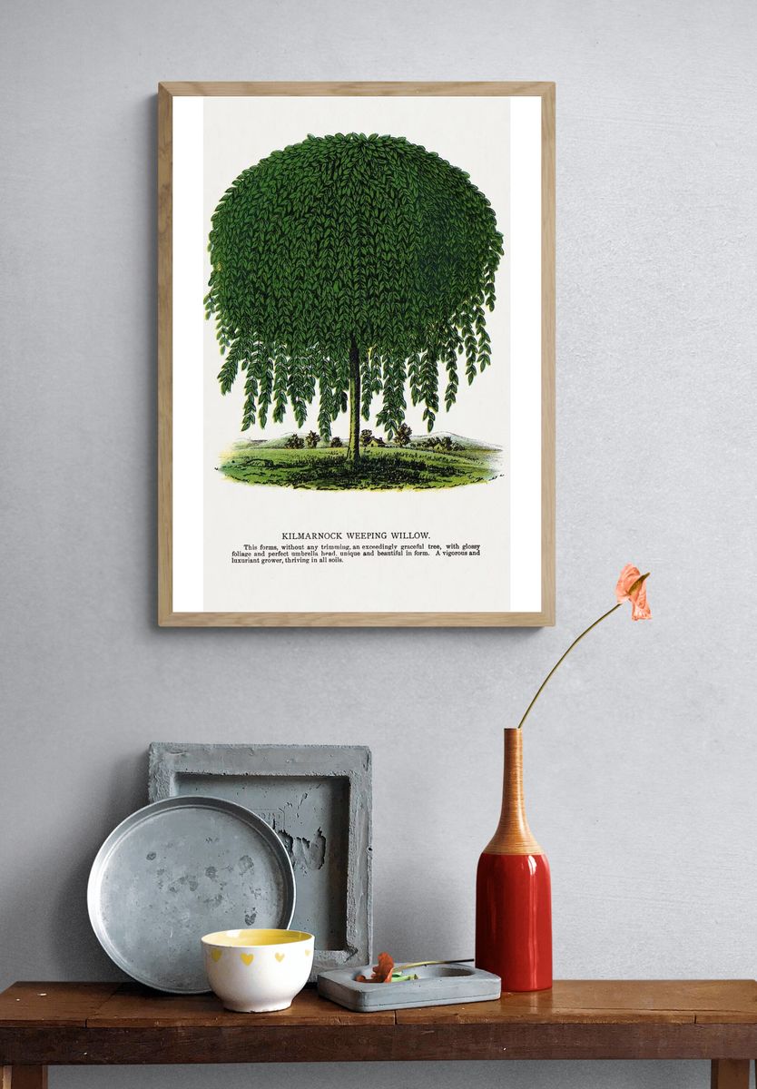 Kilmarnock Weeping Willow tree lithograph. — room view 3