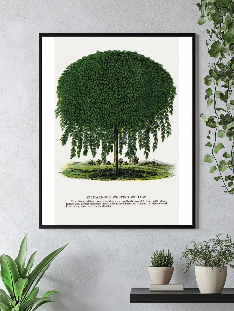 Kilmarnock Weeping Willow tree lithograph. — room view 4