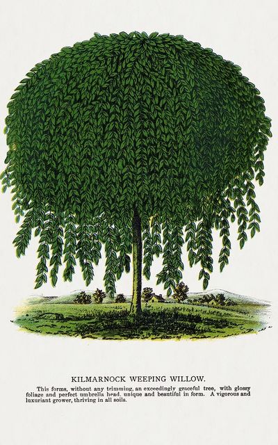 Kilmarnock Weeping Willow tree lithograph.