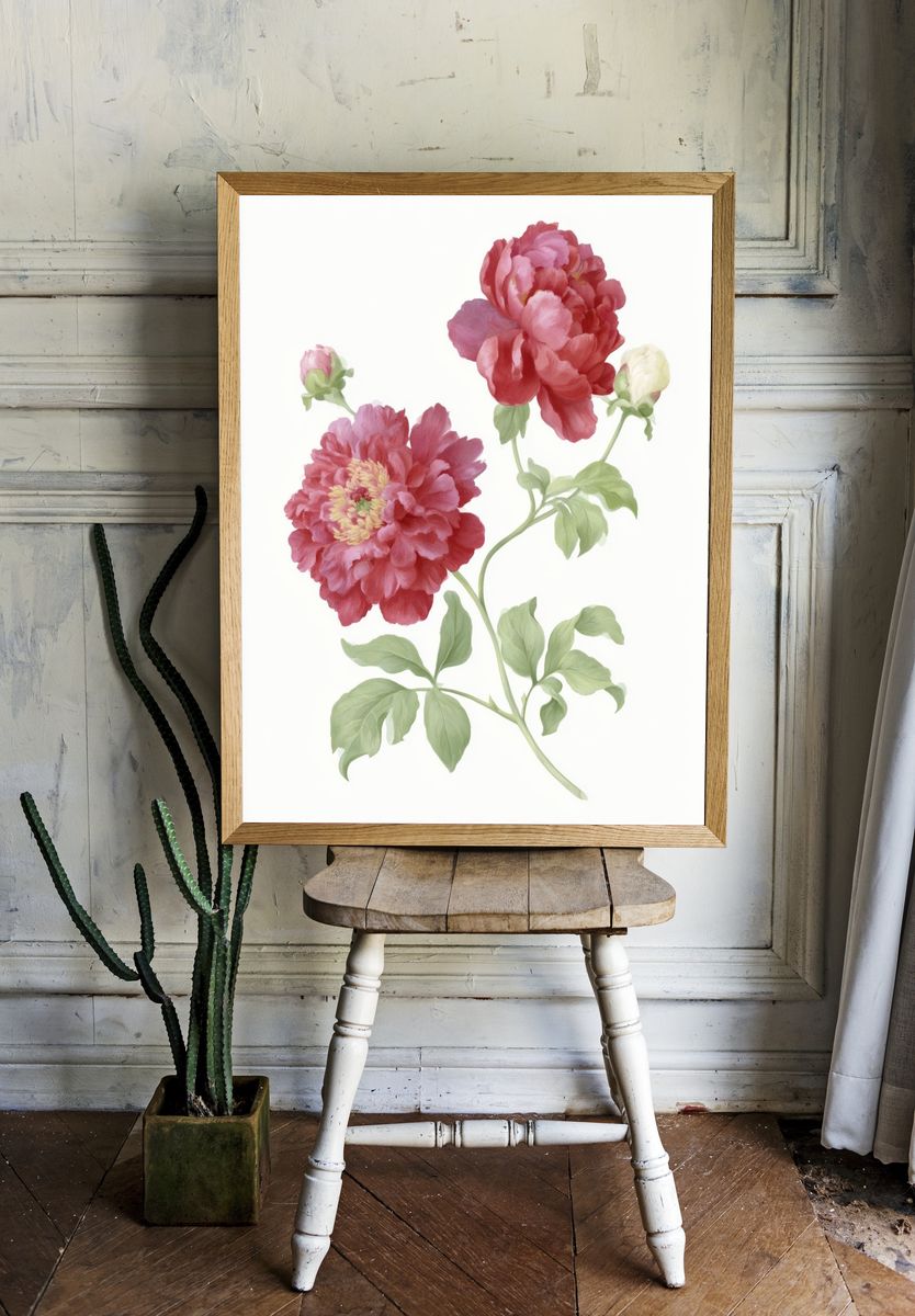 Pink Peony Botanical Print. — room view 1