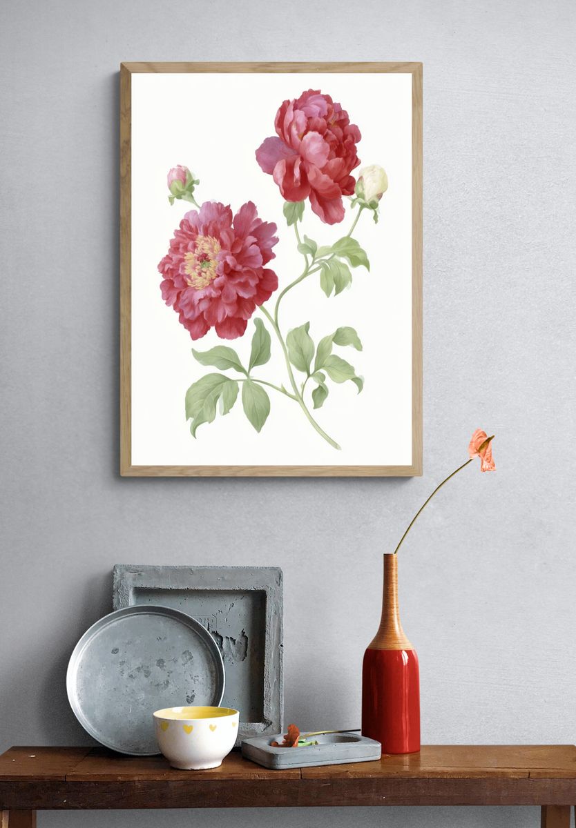 Pink Peony Botanical Print. — room view 3