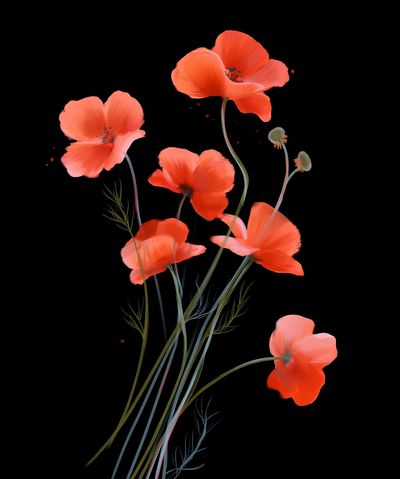 Coral Poppy Bloom Print.