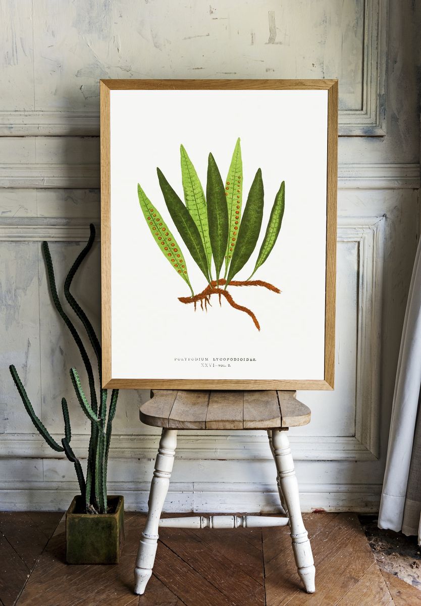 Polypodium Lycopodioides Ferns: British Exotic. room preview