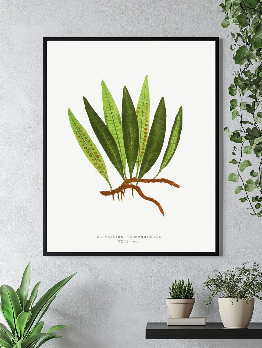 Polypodium Lycopodioides Ferns: British Exotic. — room view 4